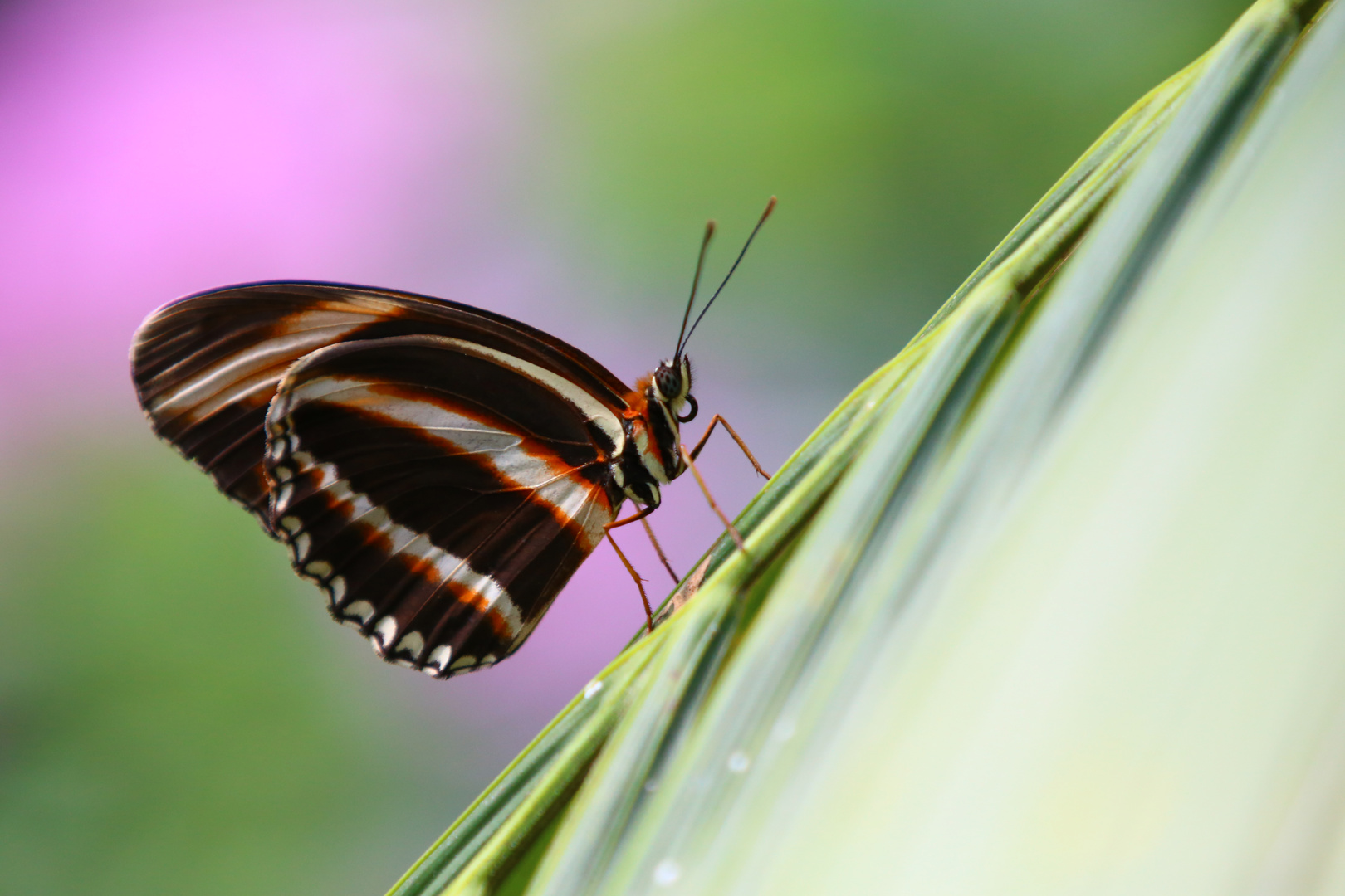 Schmetterling