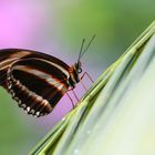 Schmetterling