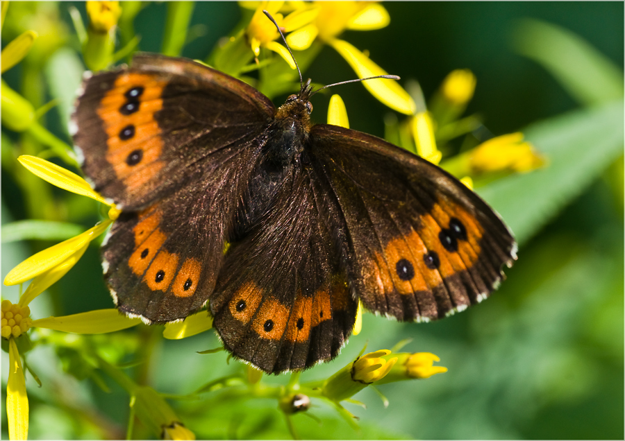 Schmetterling