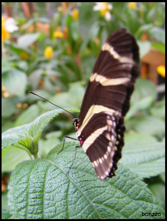 Schmetterling