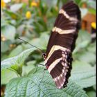 Schmetterling