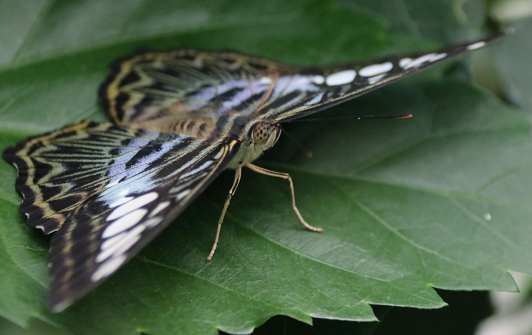 schmetterling