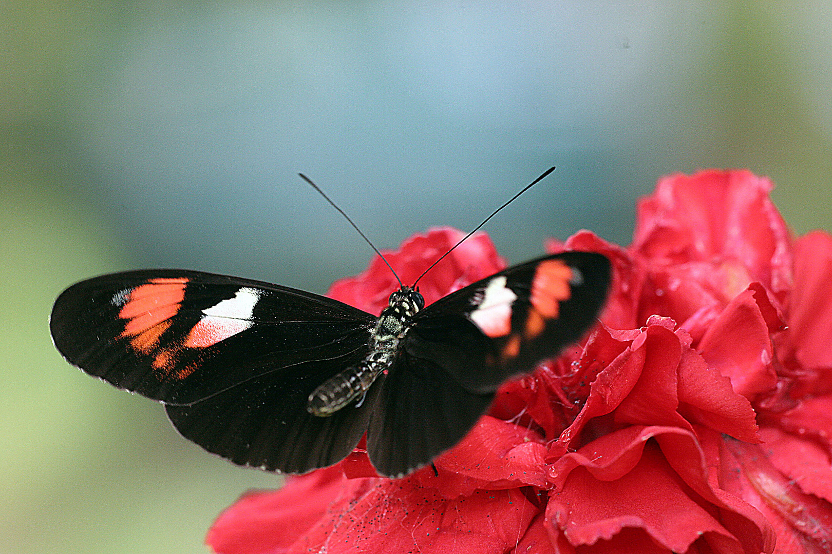 Schmetterling