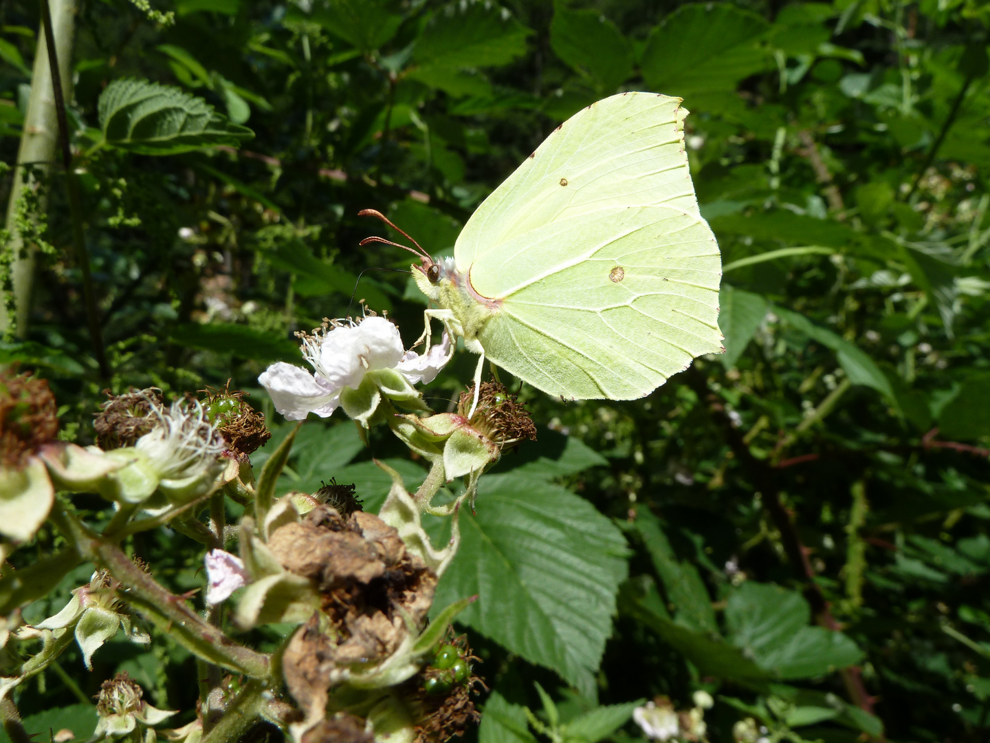 Schmetterling