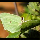 Schmetterling