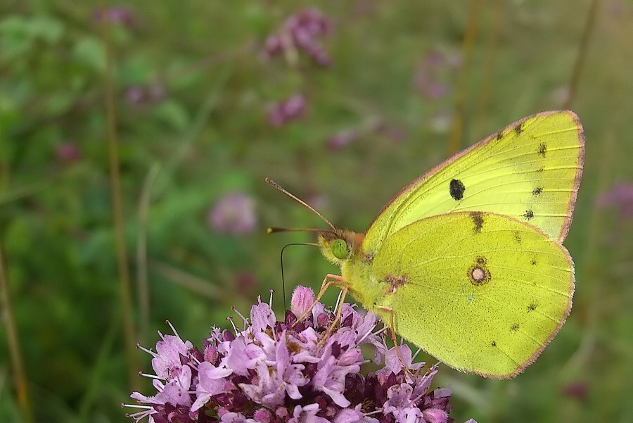 Schmetterling