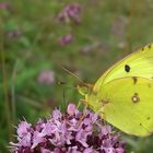 Schmetterling