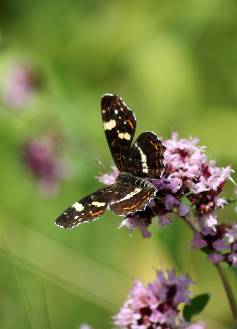 Schmetterling