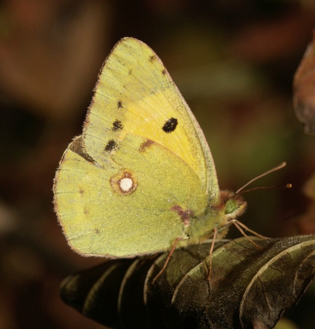 Schmetterling