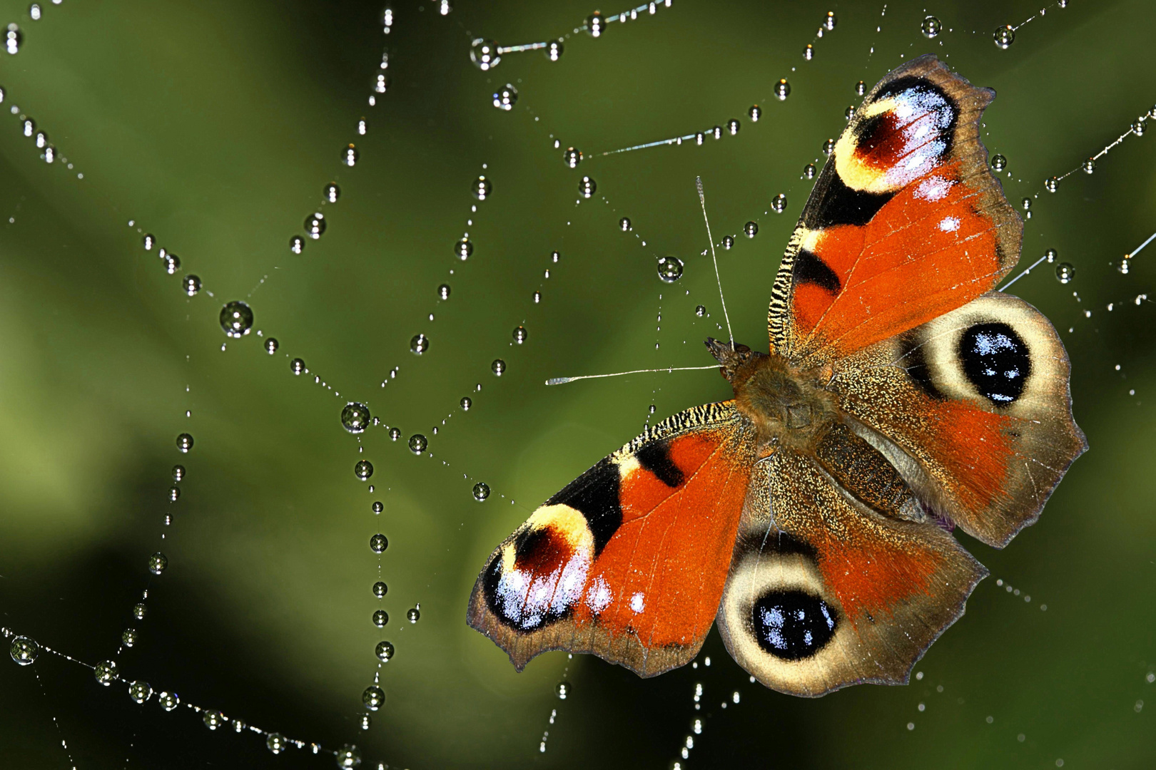 Schmetterling