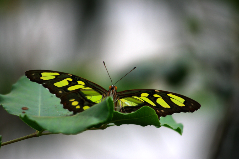 Schmetterling