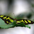 Schmetterling