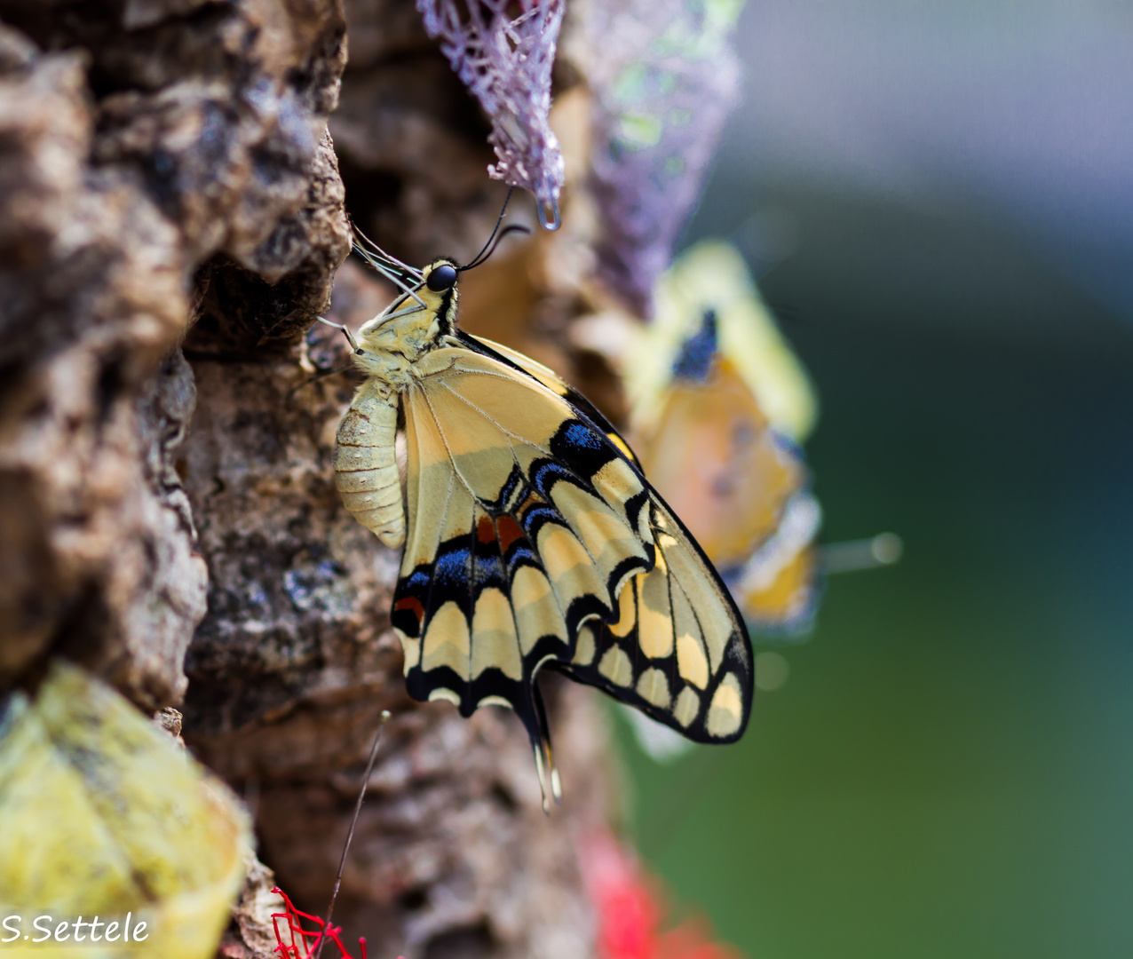 Schmetterling