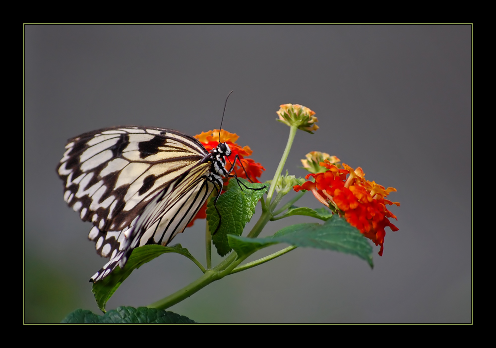 Schmetterling