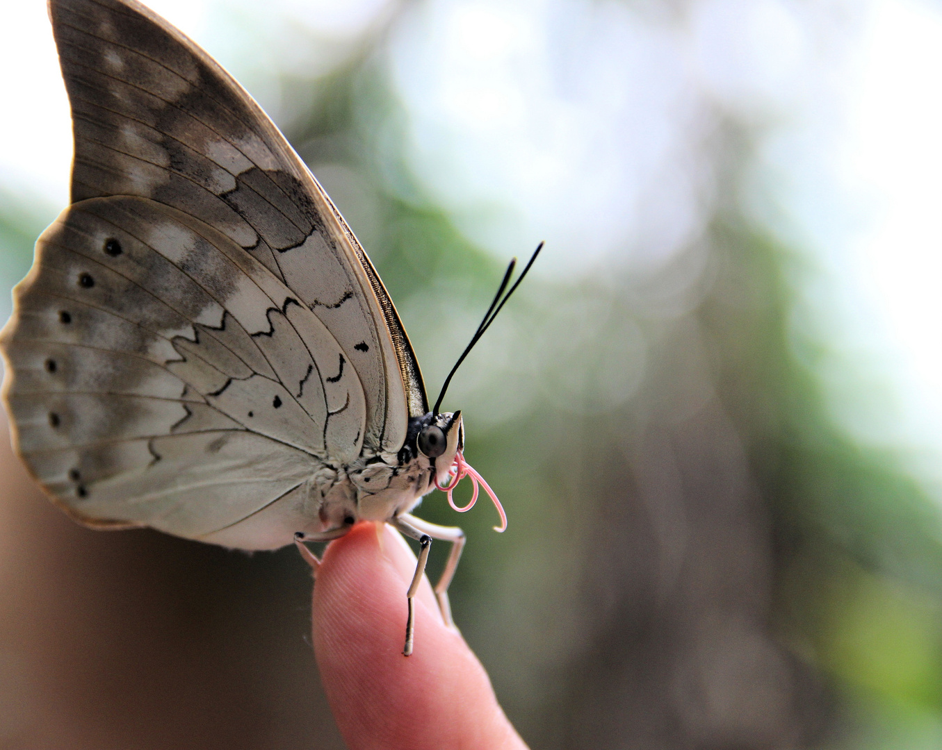 Schmetterling