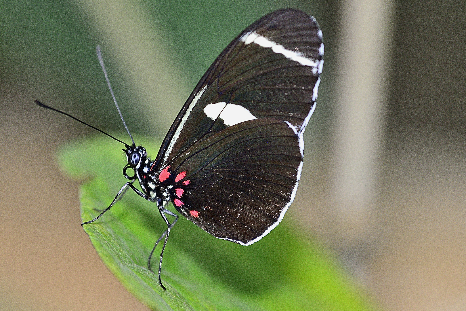 Schmetterling