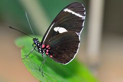 Schmetterling