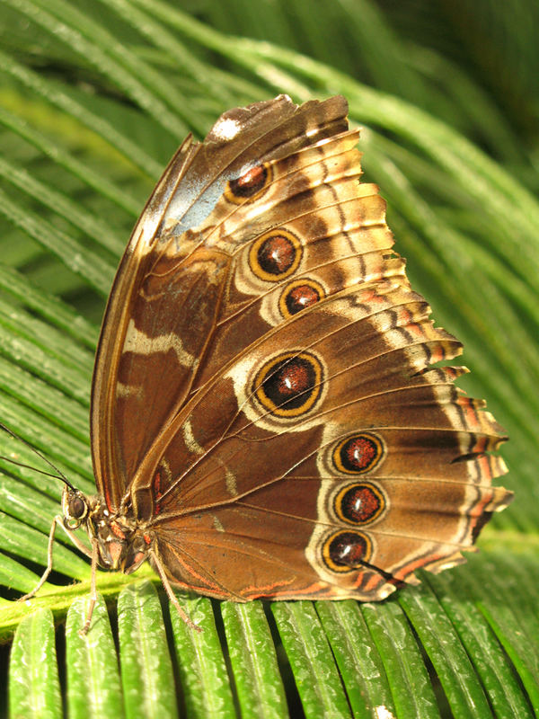 Schmetterling