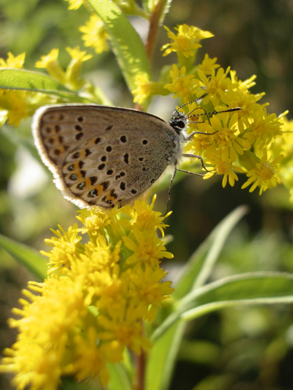 Schmetterling