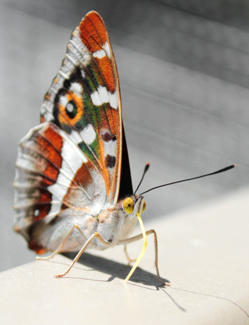 Schmetterling