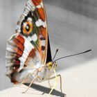 Schmetterling