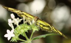 Schmetterling