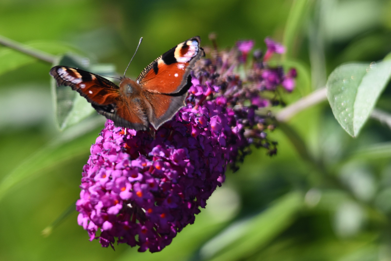 Schmetterling