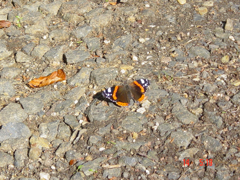 Schmetterling