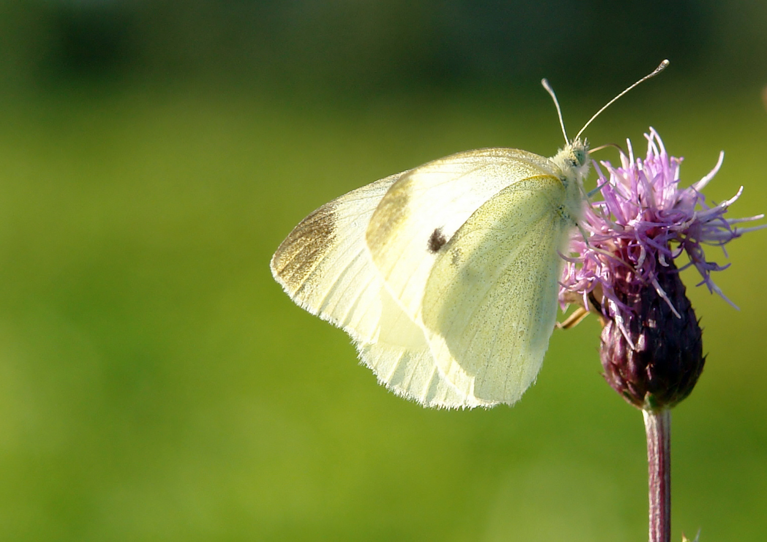 Schmetterling