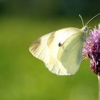 Schmetterling