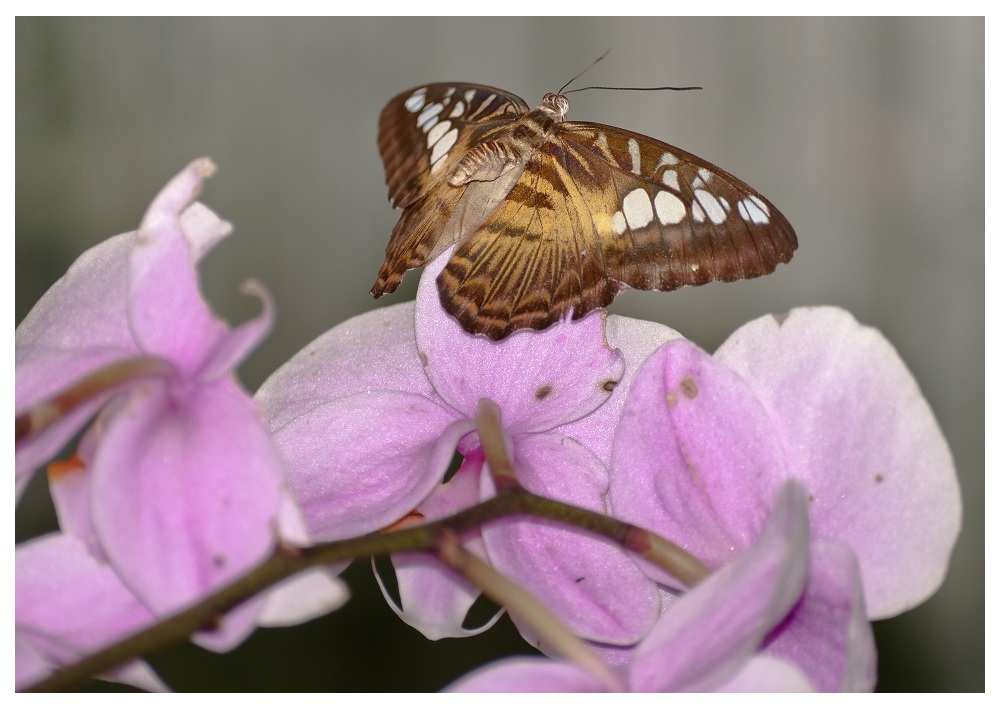 Schmetterling