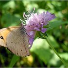 Schmetterling