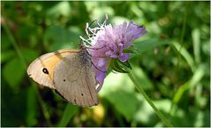 Schmetterling