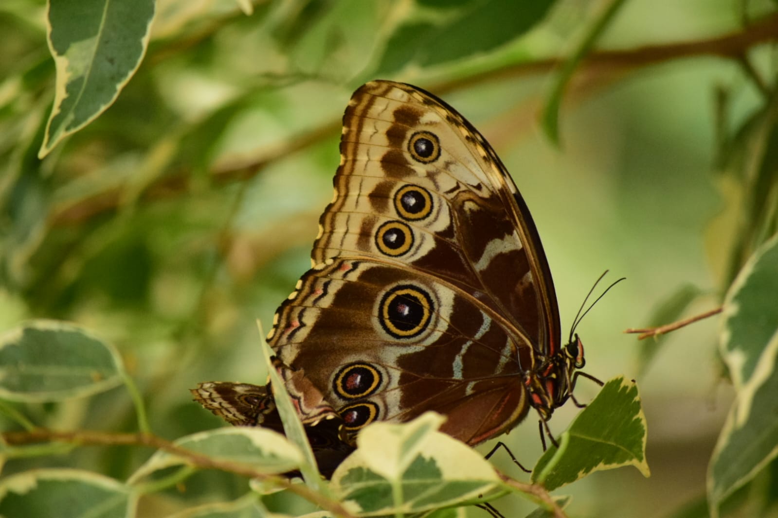 Schmetterling 