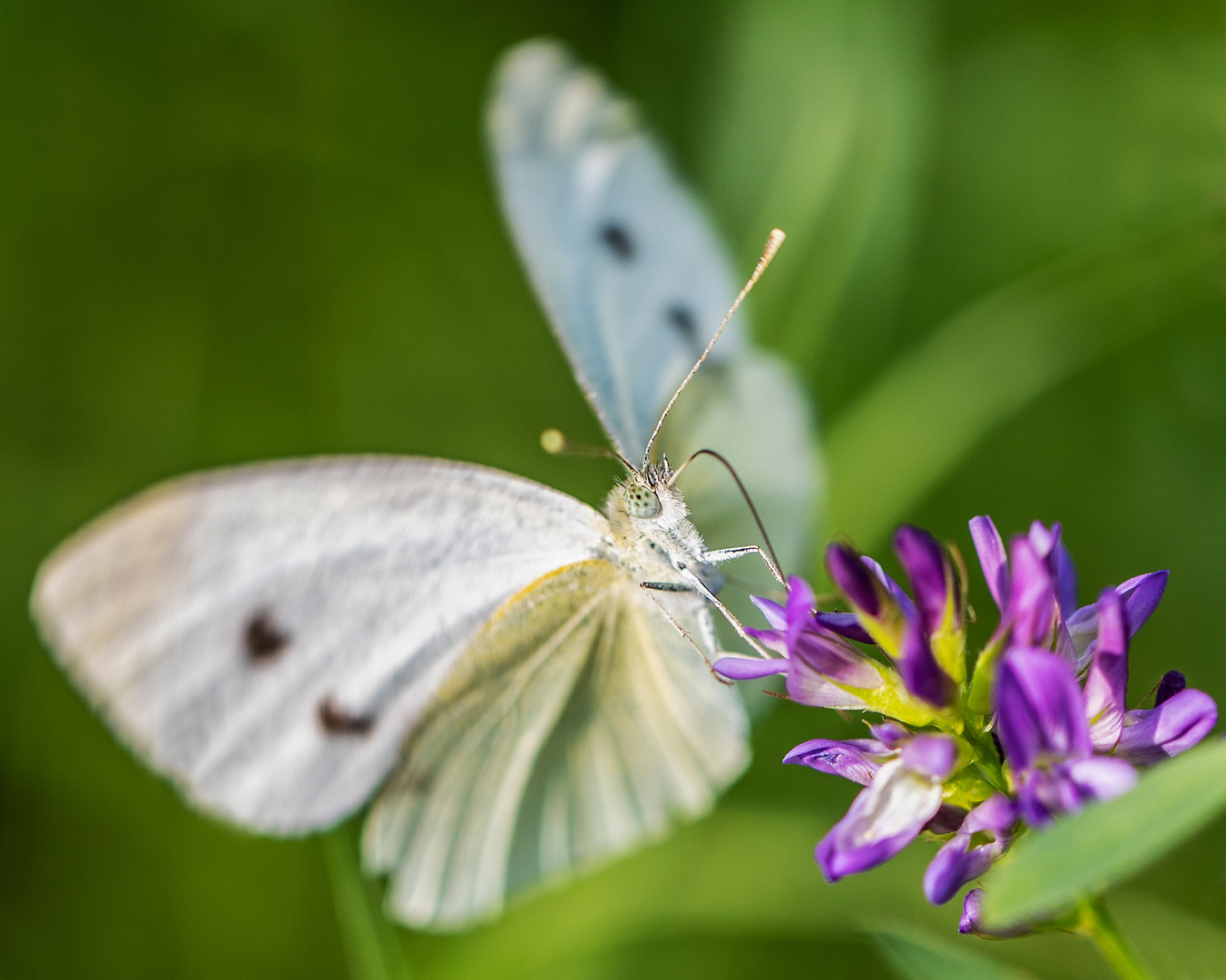 Schmetterling 