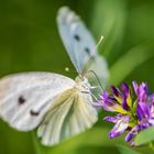 Schmetterling 