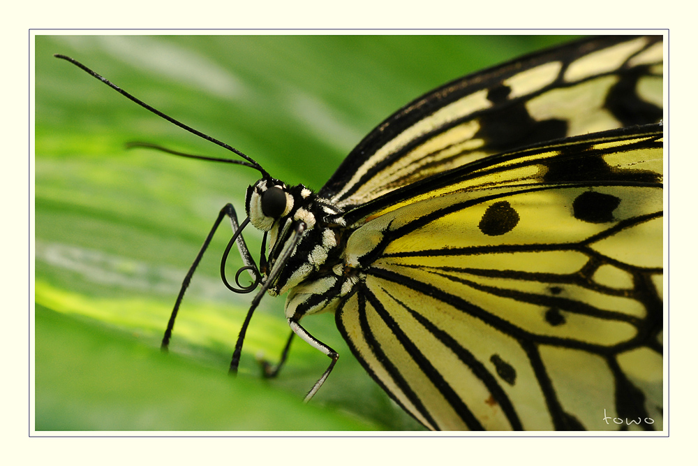 Schmetterling