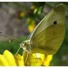 Schmetterling