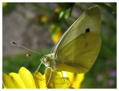 Schmetterling