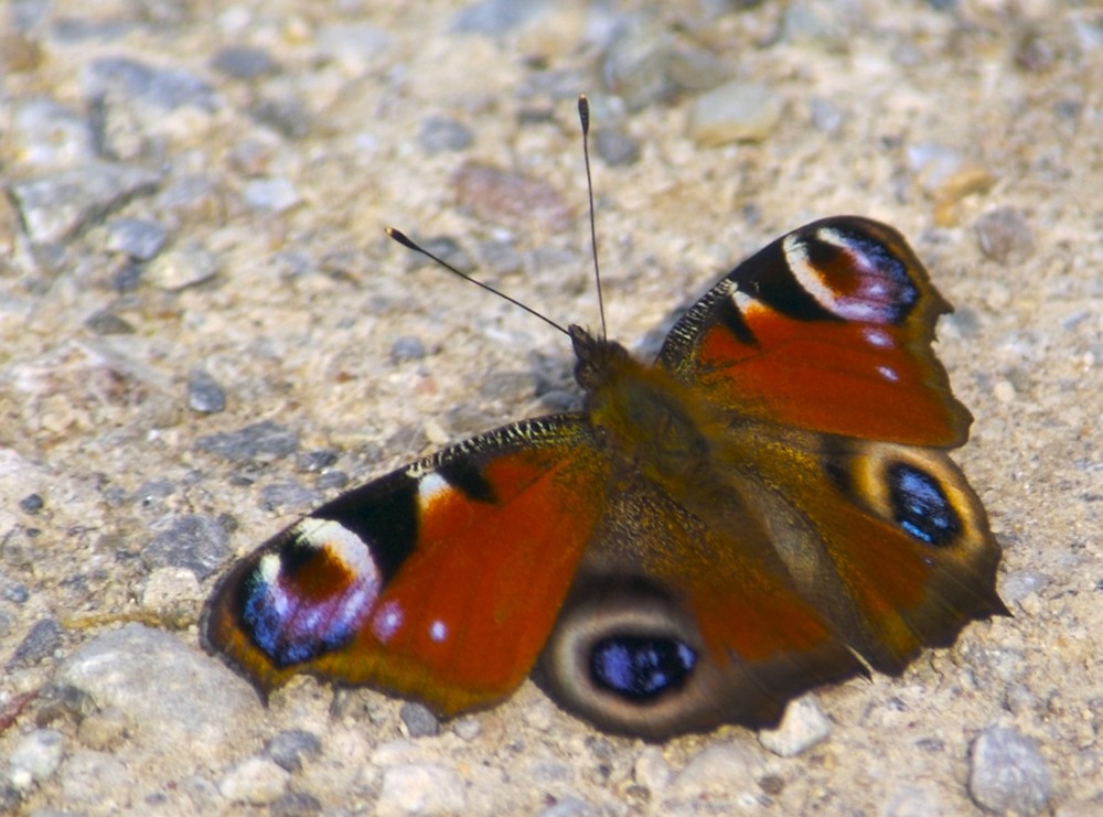 Schmetterling