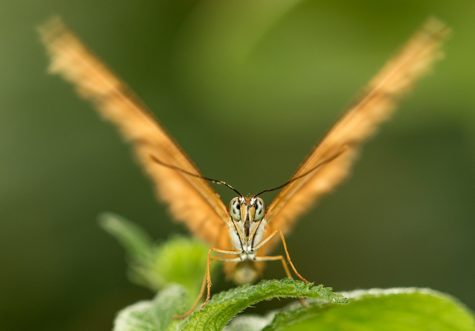 Schmetterling