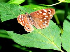 Schmetterling