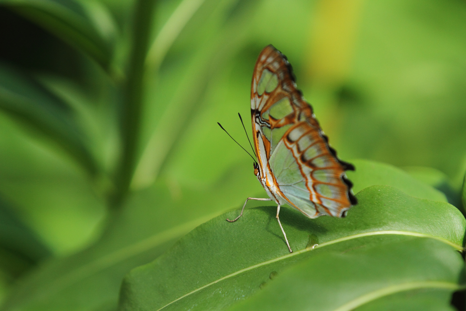 Schmetterling