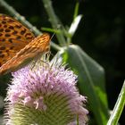 Schmetterling