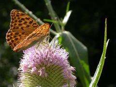 Schmetterling