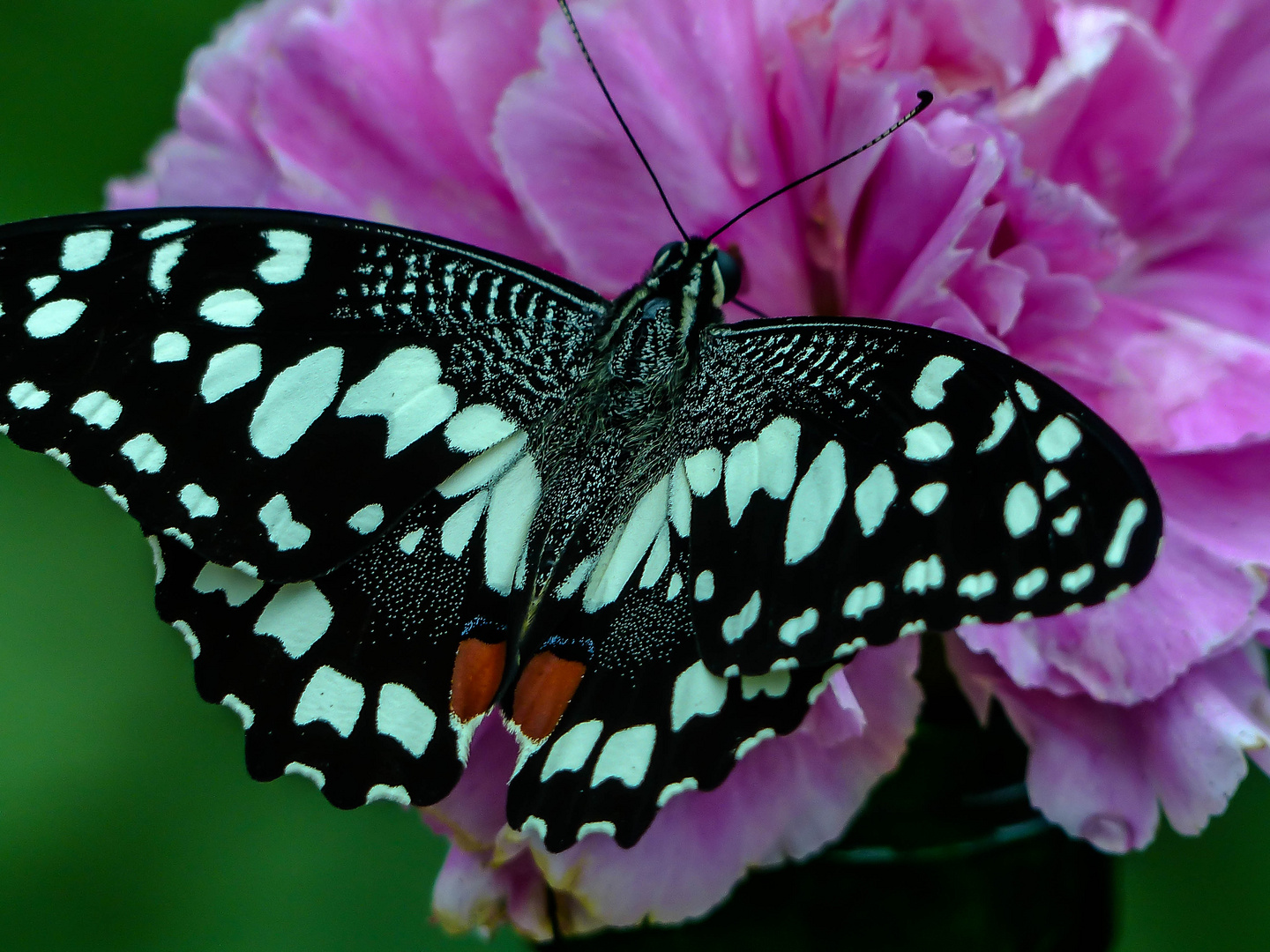 Schmetterling