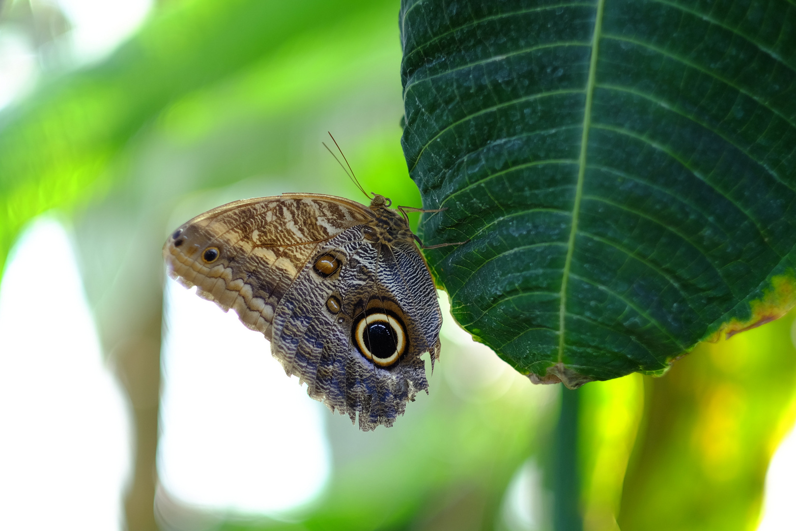 Schmetterling