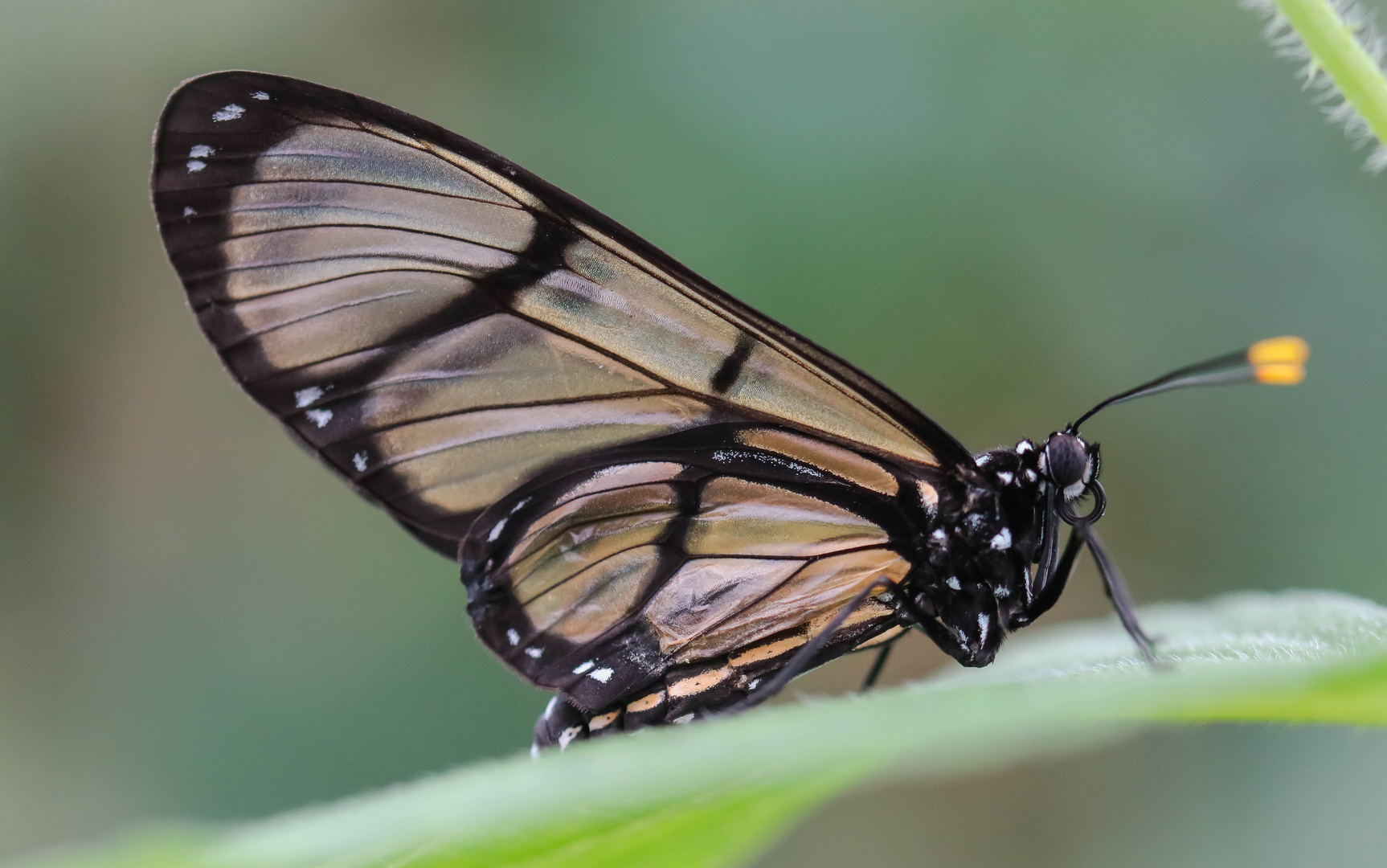 Schmetterling