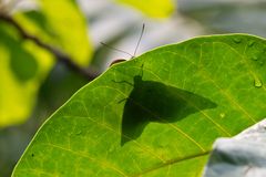 Schmetterling