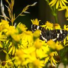 Schmetterling